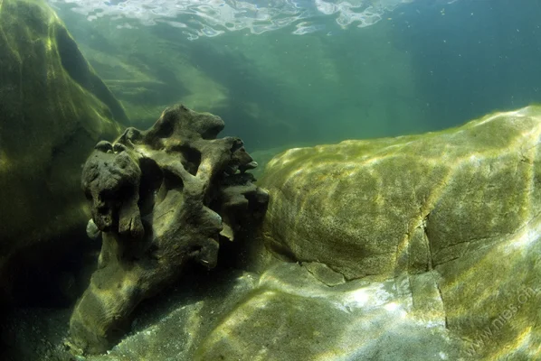 Rocks and trunk