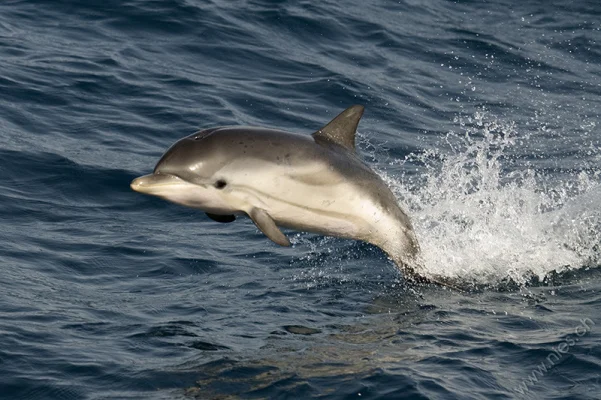 Striped Dolphin