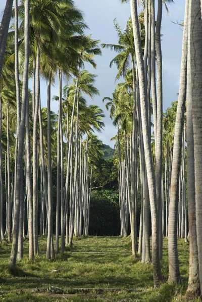 Palm Plantation