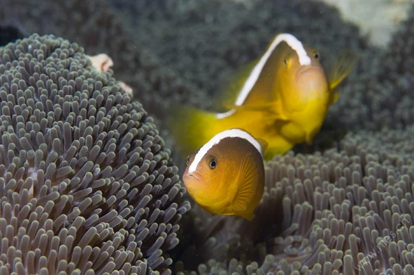 Weissrücken-Anemonenfische