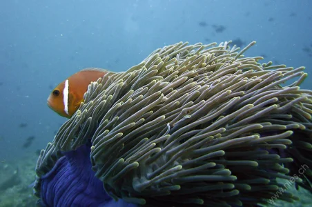 Anemone fish