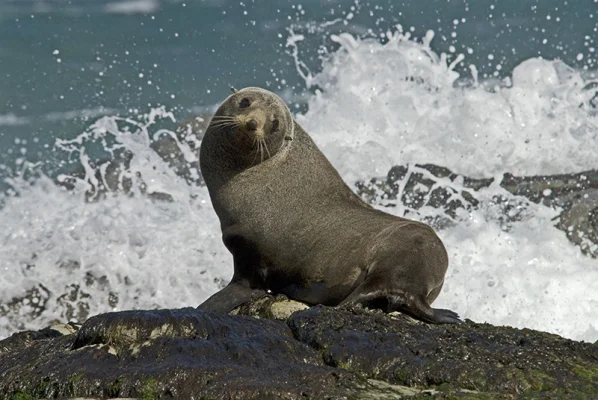 Sea Lion