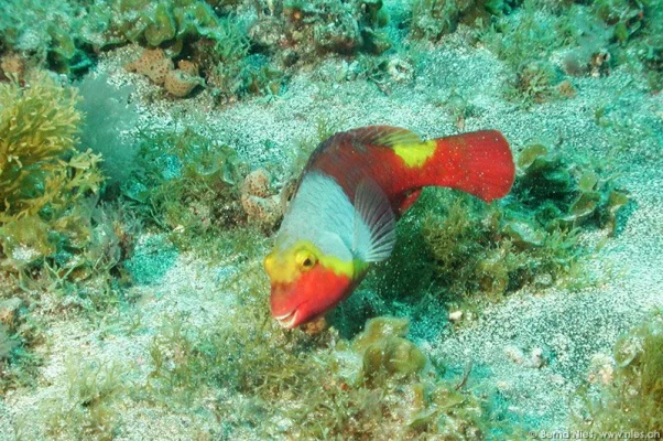 Parrot Fish