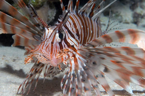 Russel Lion Fish