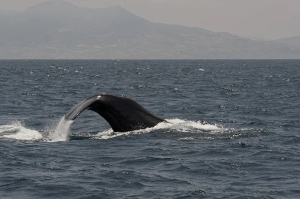 Sperm Whale