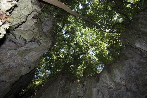 Leaf Roof