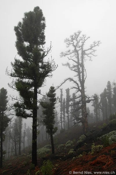 Trees in the Mist