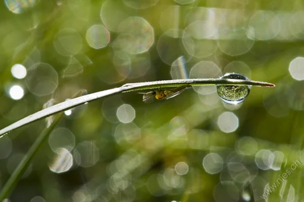 Mücke mit Wassertropfen) Eine Mücke hat sich unter einem Grashalm schlafen gehängt und der Morgentau bildet einen Wassertropfen an der Spitze.