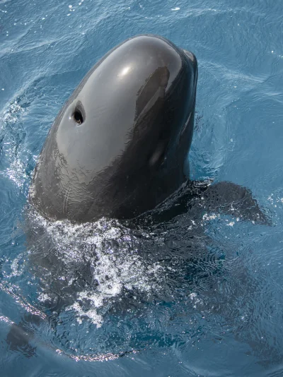 Pilot whale spy hopping