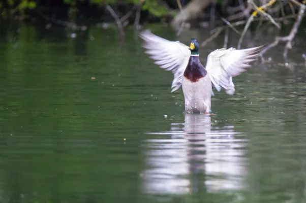 Mallard duck