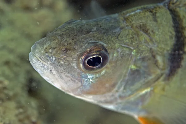 Perch Portrait