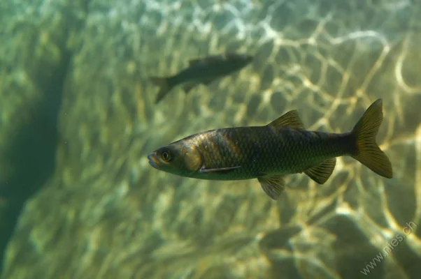 European chub