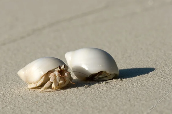 Hermit crabs 4