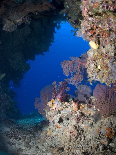 Grotte mit Weichkorallen