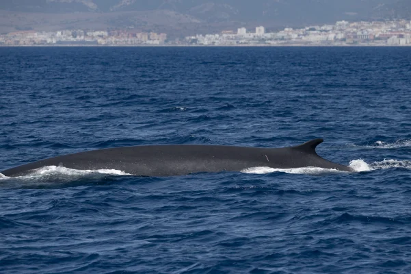 Fin whales