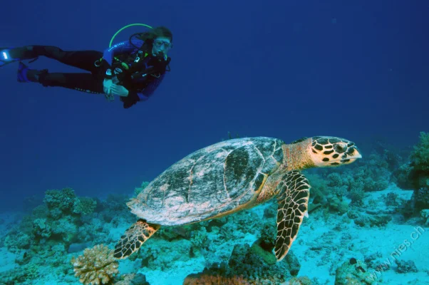 Andrea und Schildkröte