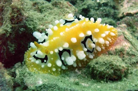 Nudibranch