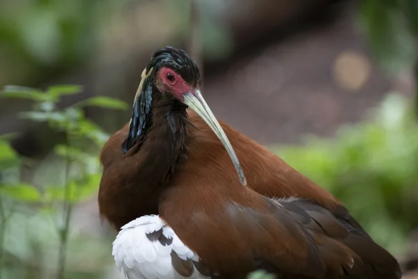 Ibis