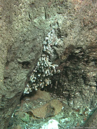 Caddis Fly Larvae