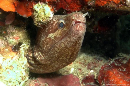 Moray Eel