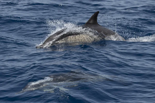 Common dolphins