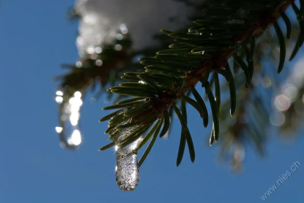 Tiny Icycle