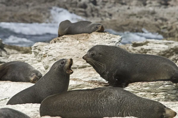 Sea lions