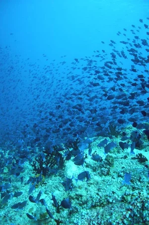 Fish swarm