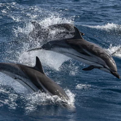 Leaping Striped Dolphins