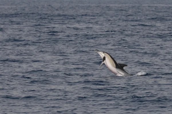 Common dolphin