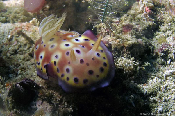 Sea Slug