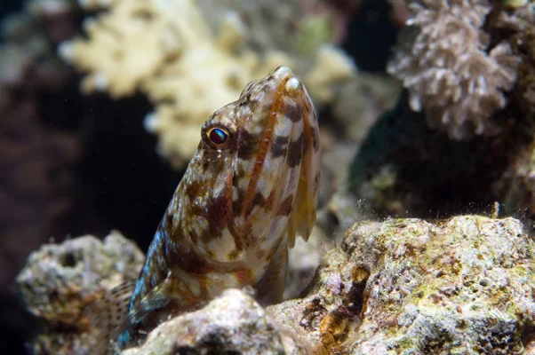 Sand Lizardfish