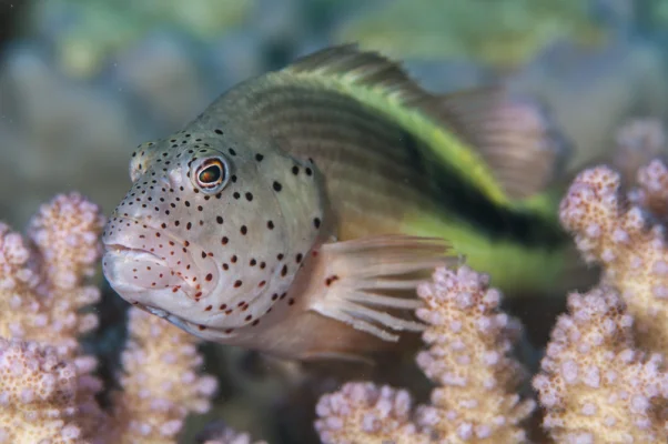 Hawkfish