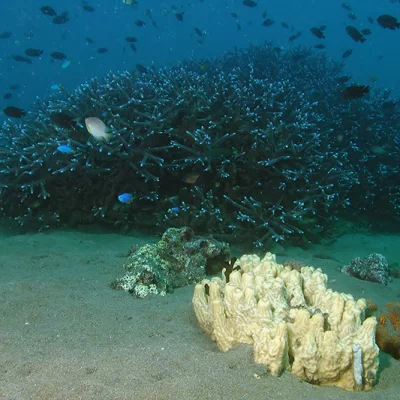 Unterwasser Riffszene