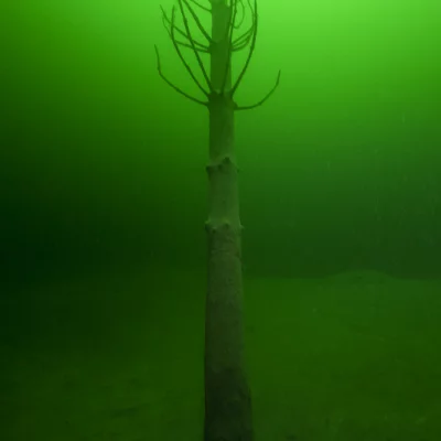 Tree under water