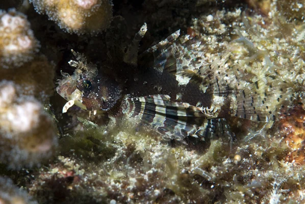 Young Lionfish