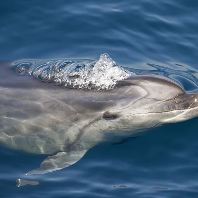 Bottlenose Dolphin with Air Bubbles