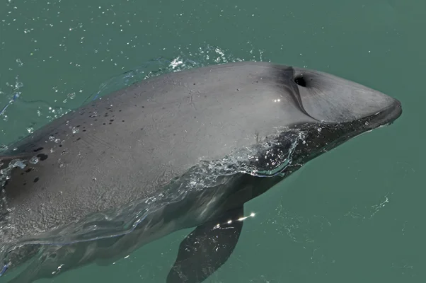 Hector&#039;s Dolphin