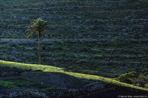 A Palm Tree