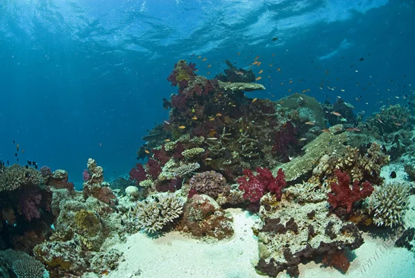 Underwater Landscape