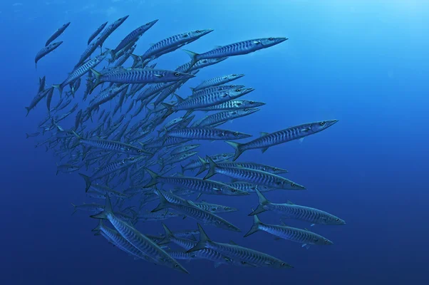 Barracuda Swarm