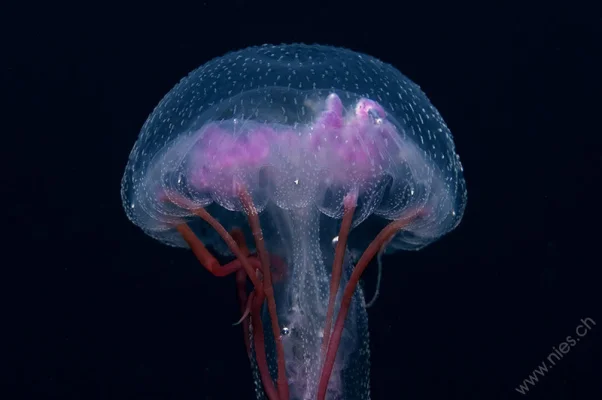 Jellyfish