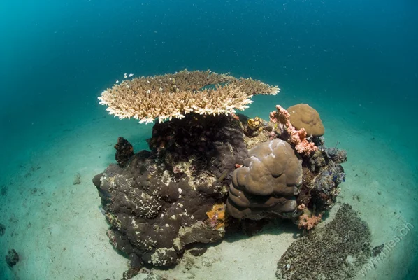 Table Coral