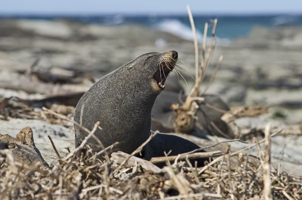 Yawning Sea Lion