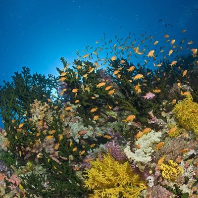 Korallen mit Fahnenbarschen