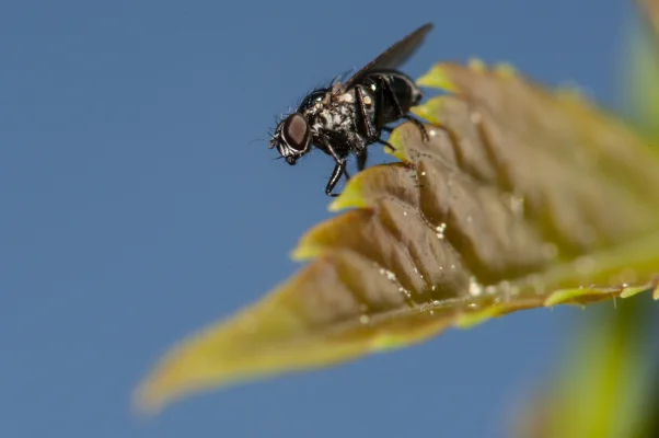 Fly on wine leaf