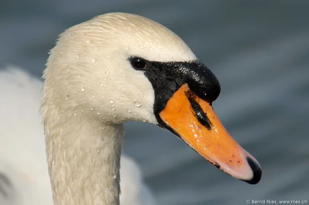 Höckerschwan