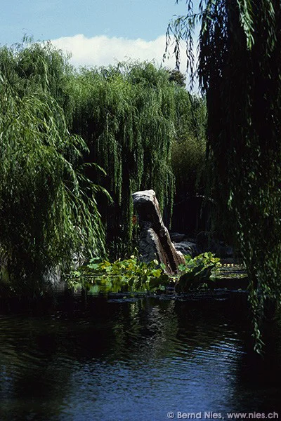 Chinese Garden, Sydney