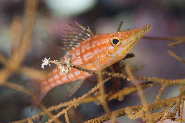 Longnose Hawkfish