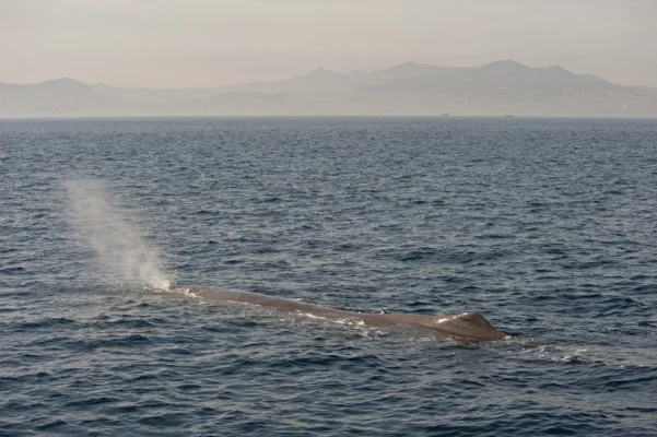 Sperm Whale